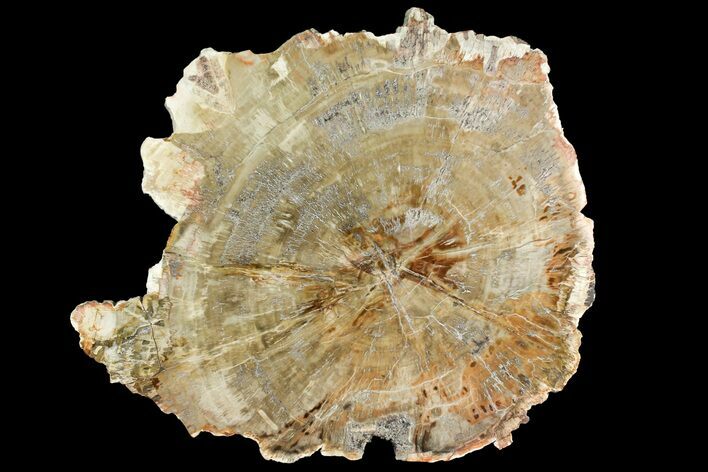 Polished Petrified Wood (Araucaria) Round - Madagascar #139783